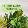 Assorted succulents arranged in a garden display with a text sign