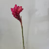 Single magenta tropical flower in a clear glass vase
