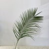 Single palm frond in a clear glass vase