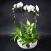 White orchids in a low round planter with assorted green foliage