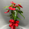 Potted red anthuriums with a large red ribbon bow