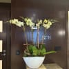 Tall orchid arrangement in a white planter
