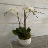 White orchid arrangement in a white ceramic bowl