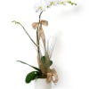 Potted white orchid plant with gold ribbon in a white container