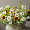 Basket arrangement of sunflowers, white daisies, and green blooms