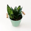 Potted snake plant in a mint green metal bucket with wooden handles