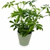 Potted green houseplant with glossy leaves in a ceramic pot