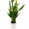 Potted calla lily plant with yellow and pale pink blooms