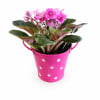 Pink flowering plant in a polka-dot metal bucket