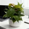 Plant Garden