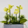 Brighten any space with our Golden Orchid Garden, a vibrant and elegant