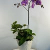 Add a luxurious and artistic touch to any space with our Royal