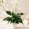 White peace lilies in a white pot with broad dark green leaves