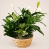 Basket of green houseplants with white peace lilies