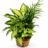 Potted green houseplant in a woven basket
