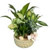 Mixed green houseplants in a decorative ceramic bowl with a ribbon