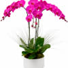 Pink orchid arrangement in a white pot with arching stems
