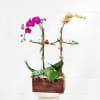 Orchid arrangement with succulents in a wooden box planter