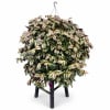 Potted variegated plant on a black stand