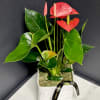A beautiful, tropical houseplant with&nbsp;heart shaped blossoms. Anthuriums are easy to care