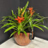 A striking pop of tropical color, this 8" ceramic bromeliad garden is