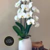 Tall white phalaenopsis orchid plant in a textured white pot on a wooden table