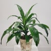 Select this 6" dracena plant in a ceramic container. Containers may vary.