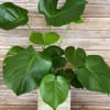 Monstera deliciosa, or split-leaf pholodendron, are easy to maintain and are fairly