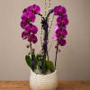 A breathtaking arrangement of vibrant fuchsia phalaenopsis orchids, artfully designed with natural