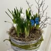 A fresh mixture of spring blubs including yellow daffodils, muscari, and white