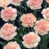 Cluster of pale peach carnation blooms on long stems against a dark background