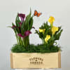 Elevate your home with the enchanting Calla Lily Garden Bounty Box by