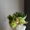 Potted snake plants in a metallic container with a green ribbon bow