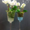 Two white orchid arrangements in tall wine glasses on a round tray