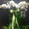 White orchid arrangement with a green ribbon and potted plants