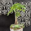 Potted succulent arrangement with a small money tree in a geometric planter
