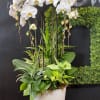 White orchids in a white pot with assorted green foliage