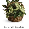 Mixed green houseplants in a woven basket