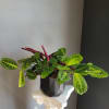 Potted plant with striped green leaves and burgundy undersides in a black container