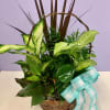 Basket of assorted green houseplants with a blue checkered ribbon