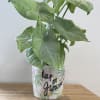 Potted green arrowhead plant in a decorative ceramic pot