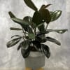 Potted rubber plant with glossy dark green leaves in a gray ceramic planter