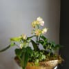 Mixed potted orchid and anthurium arrangement in a gold bowl planter