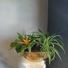 Mixed tropical plants in a gold bowl planter on a pedestal