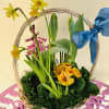 Wicker basket of yellow daffodils, pink hyacinth, and other spring flowers with a blue bow on the handle.
