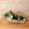 A sculptural tabletop garden built on weathered driftwood-this Driftwood Air Plant Garden