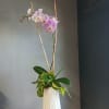 Pink orchids in a tall white vase with bamboo stakes