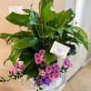 Potted peace lily with pink flowers and a purple ribbon