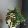 Trailing green potted plant in a white pedestal planter