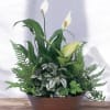 Potted peace lily arrangement with ferns and variegated foliage